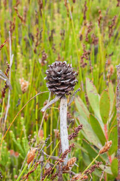 Image of Leucadendron gandogeri Schinz ex Gand.