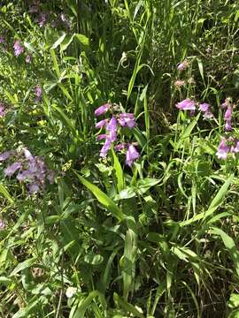 Image of longsepal beardtongue