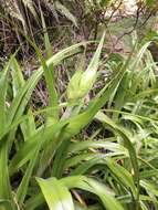 Sivun Milligania longifolia Hook. fil. kuva