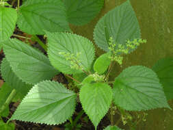 Image of West Indian woodnettle