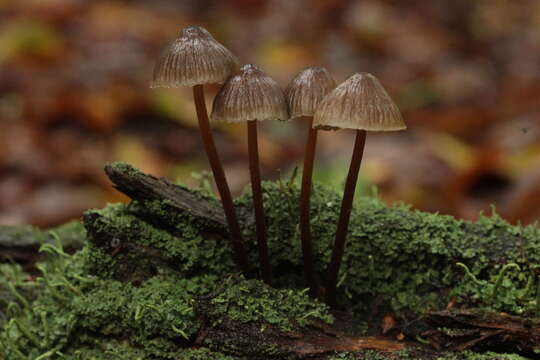 Image of Mycena haematopus (Pers.) P. Kumm. 1871