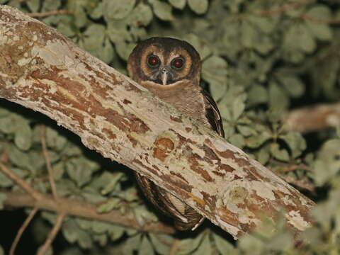 Plancia ëd Strix leptogrammica Temminck 1832