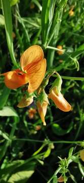 Image of Lathyrus hierosolymitanus Boiss.