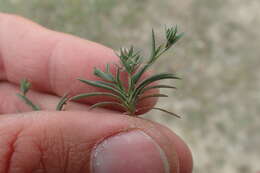 Image of dwarf hare's-ear