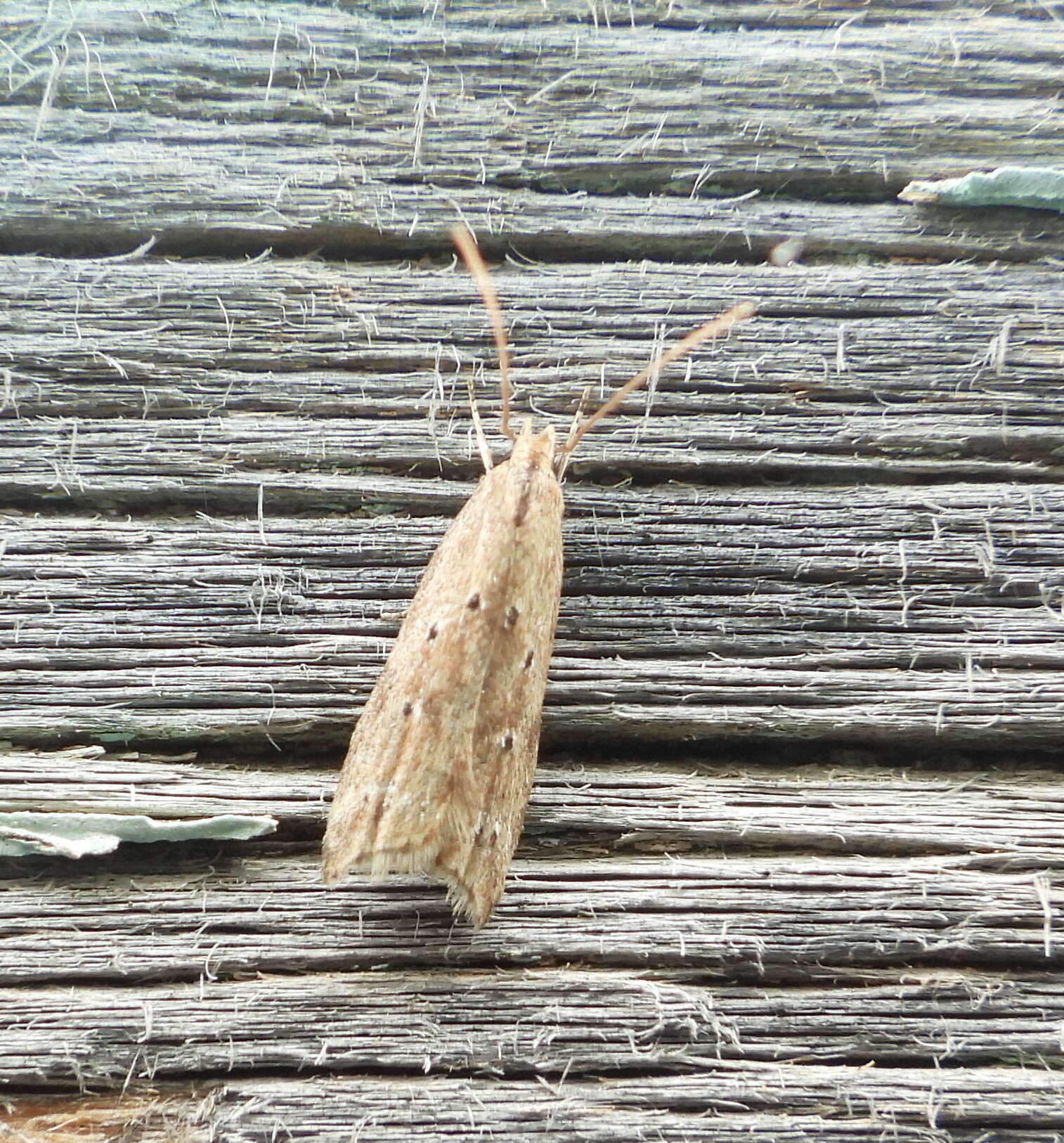 Image of Brachmia inornatella Douglas 1850