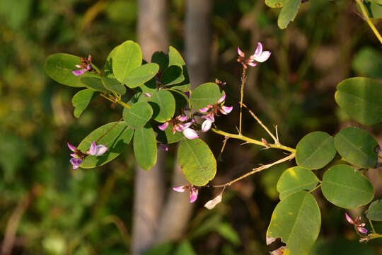 Campylotropis macrocarpa (Bunge) Rehder的圖片