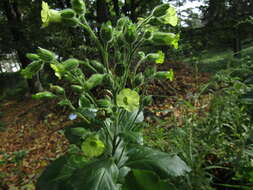 Image of Aztec tobacco