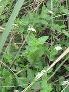 Image de Heliotropium angiospermum Murray