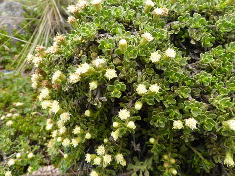 Imagem de Baccharis tricuneata (L. fil.) Pers.