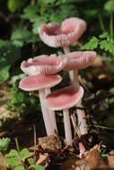 Image of Mycena rosea Gramberg 1912