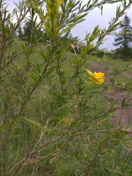 Image of Caragana pygmaea (L.) DC.