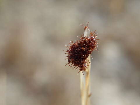 Image of Moose tick; winter tick