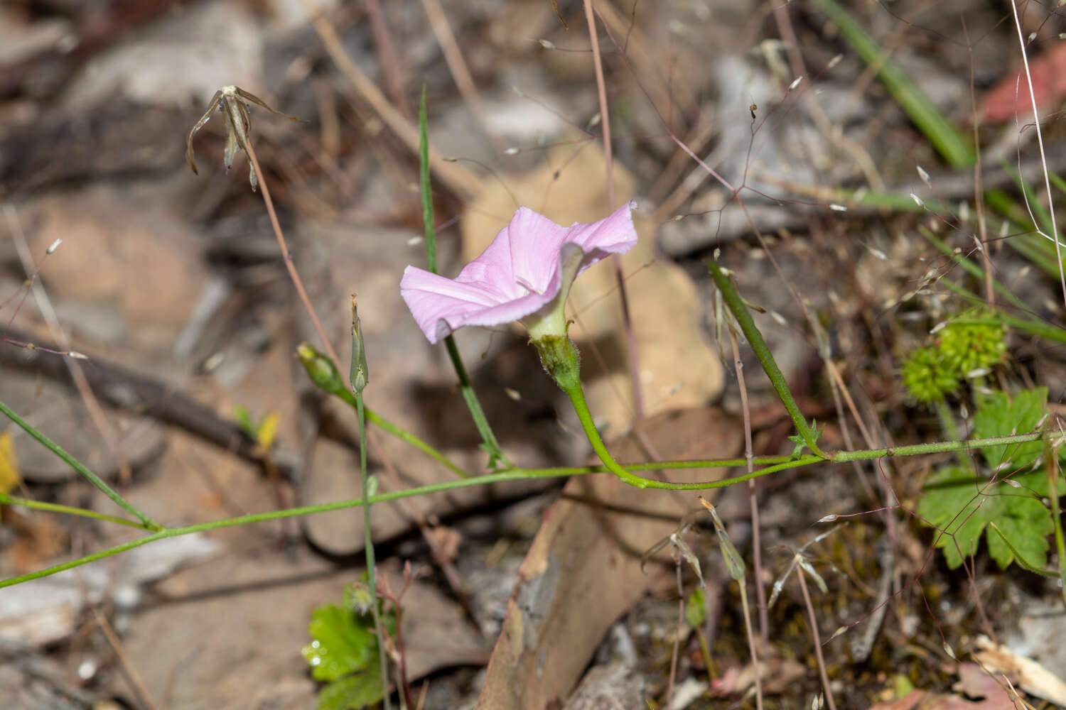 Image of Convolvulus angustissimus R. Br.