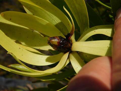 Image of Leucadendron microcephalum (Gand.) Gand. & Schinz