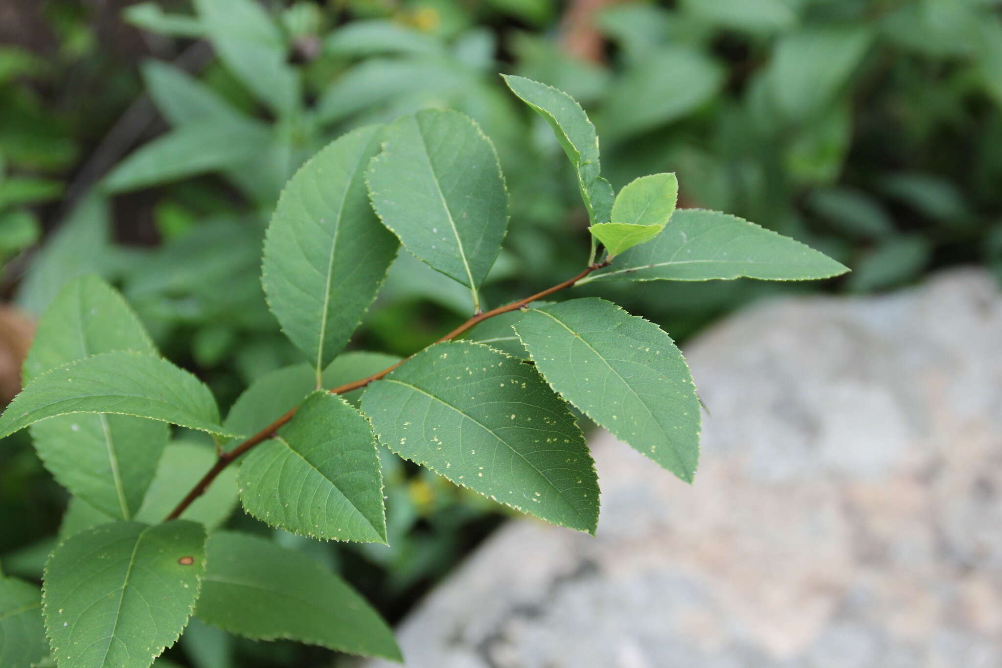 Imagem de Spiraea virginiana Britt.