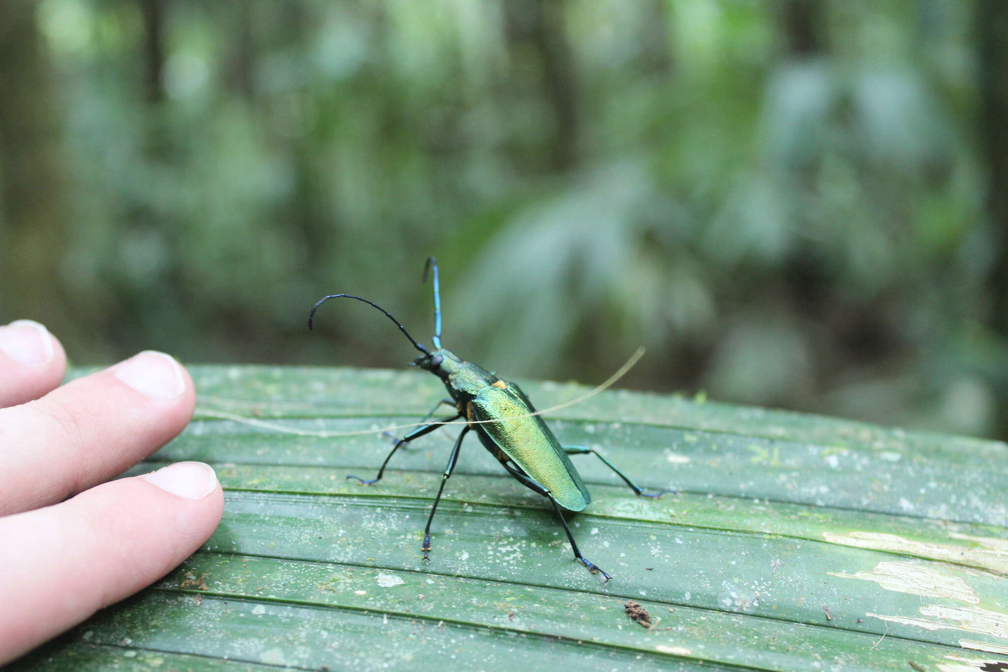 Scatopyrodes beltii (Bates 1869) resmi