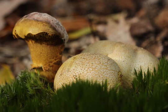 Image of Pseudoboletus parasiticus (Bull.) Šutara 1991