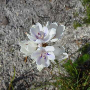 Image of Thereianthus ixioides G. J. Lewis