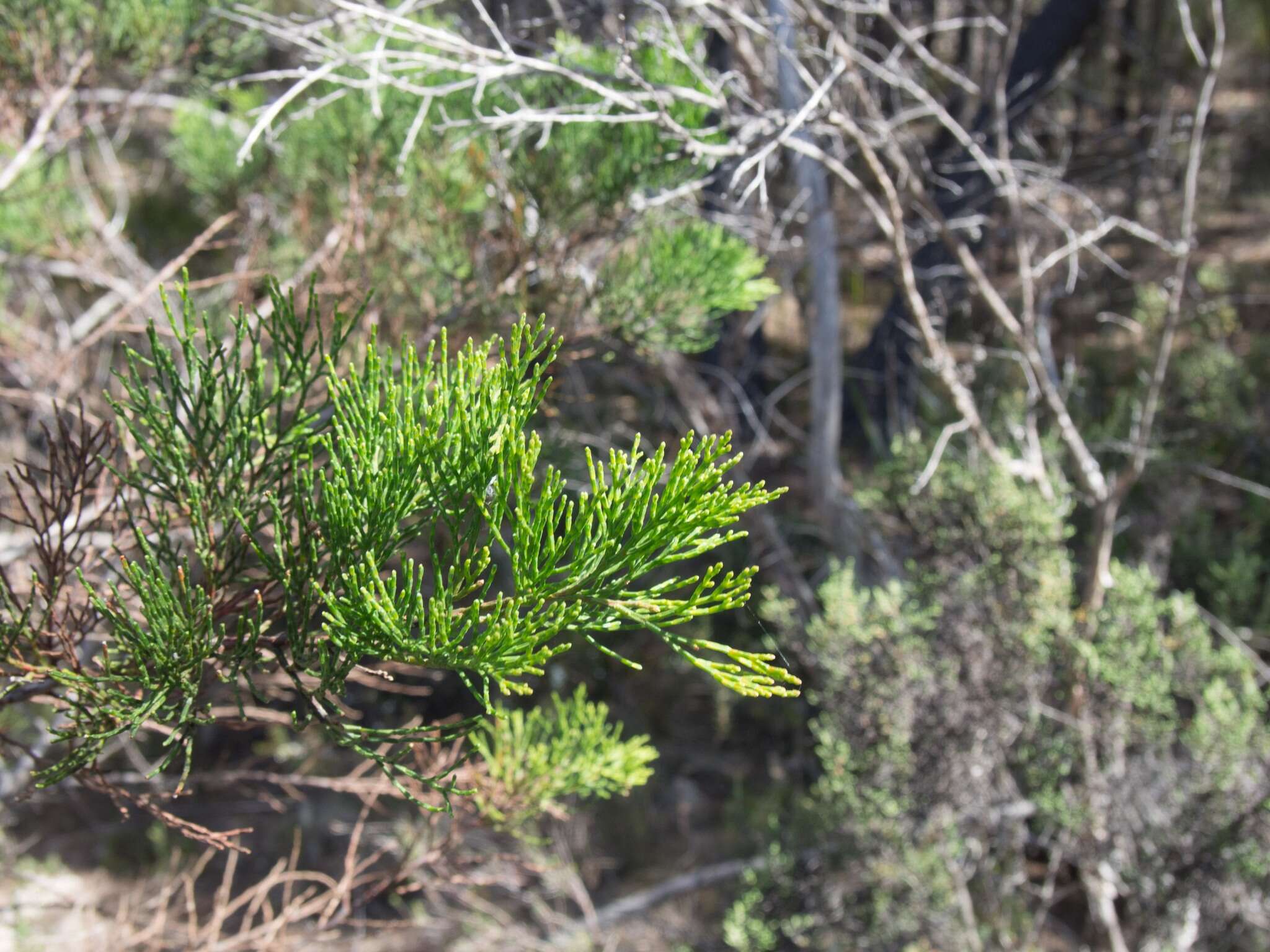 Plancia ëd Callitris rhomboidea R. Br. ex Rich. & A. Rich.