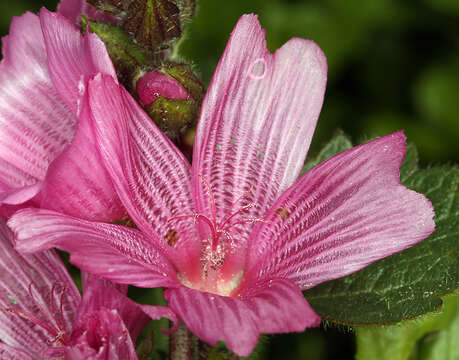 Image of dwarf checkerbloom