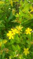 Imagem de Hypericum hircinum subsp. majus (Ait.) N. K. B. Robson