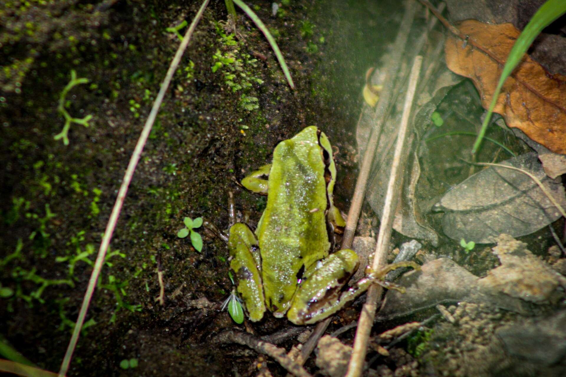 Image of Mountain Treefrog