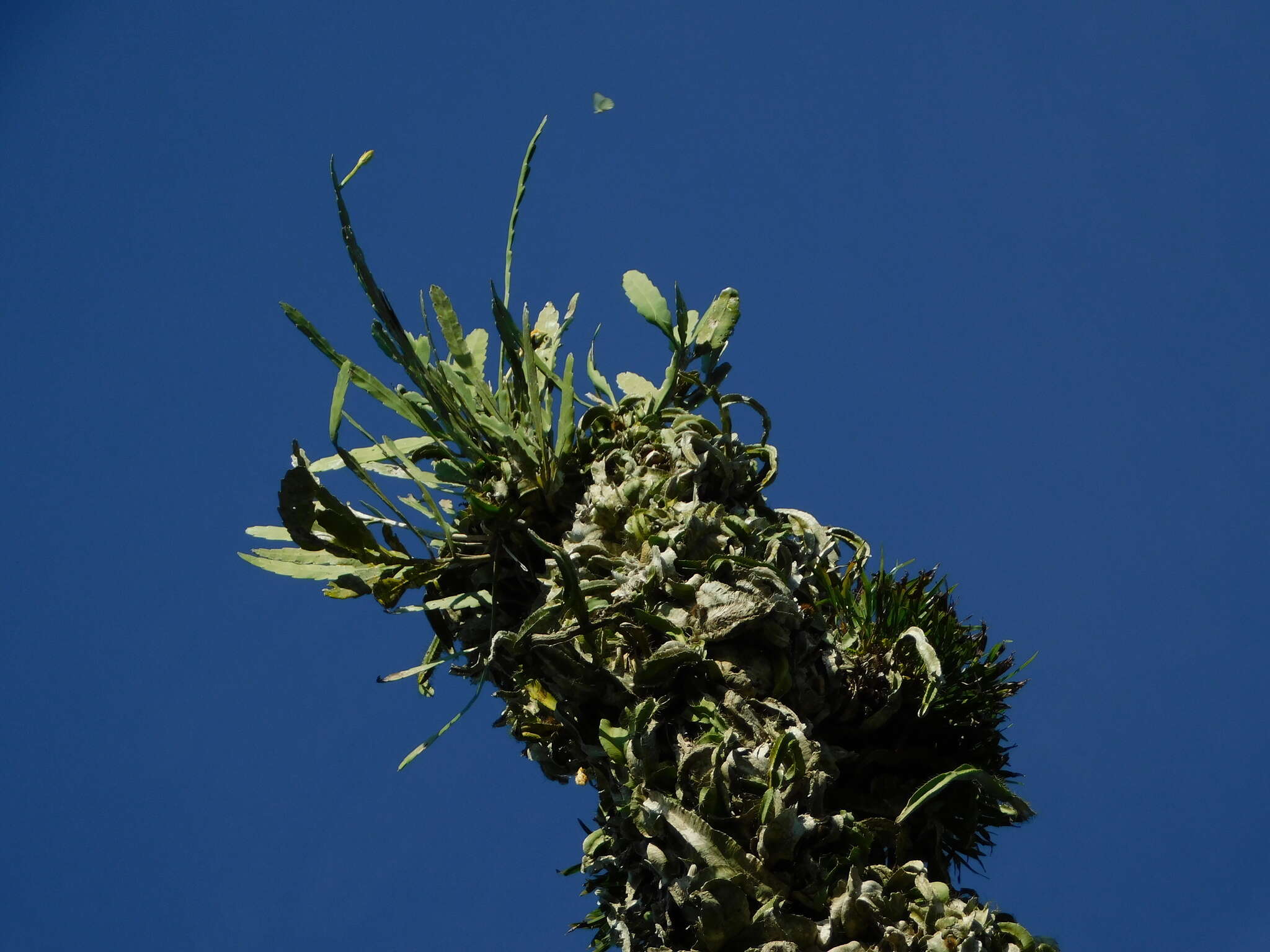 Image of Nightblooming Cactus