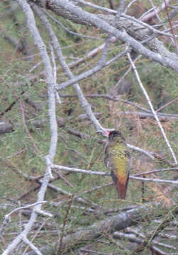 Image of Gilded Hummingbird