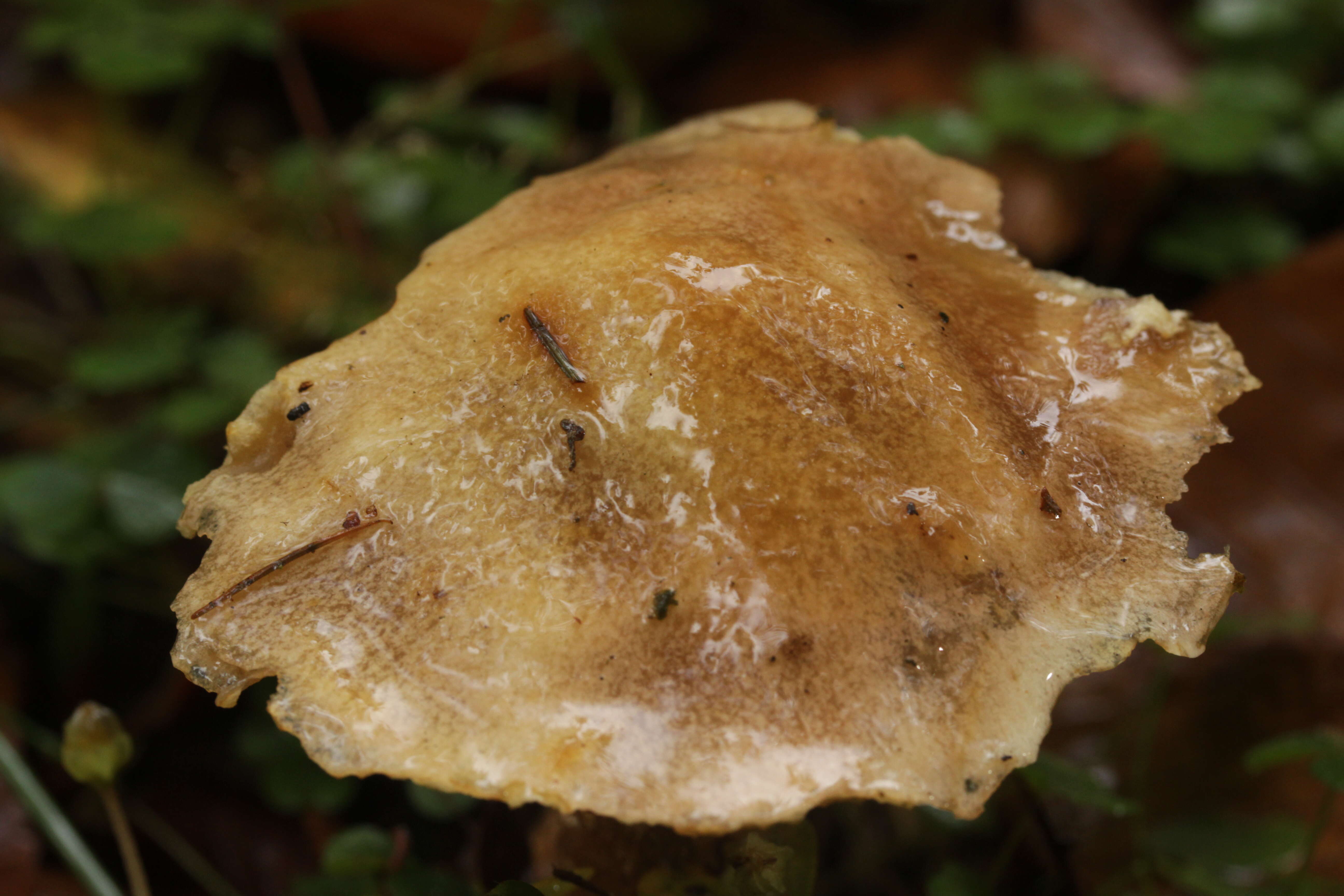 Image of Suillus grevillei (Klotzsch) Singer 1945