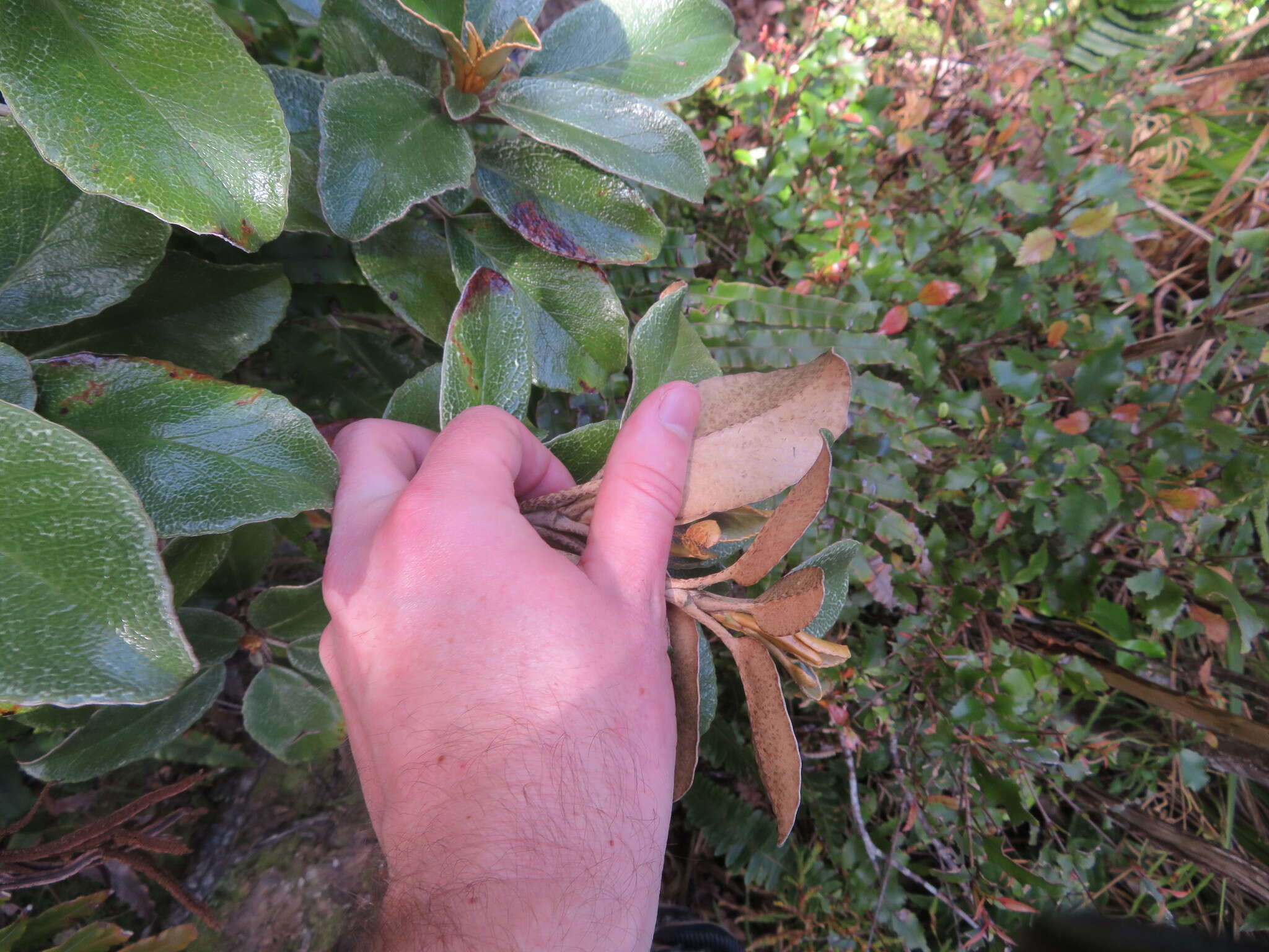 Image de Brachyglottis elaeagnifolia (Hook. fil.) B. Nord.