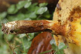 Image of Suillus grevillei (Klotzsch) Singer 1945