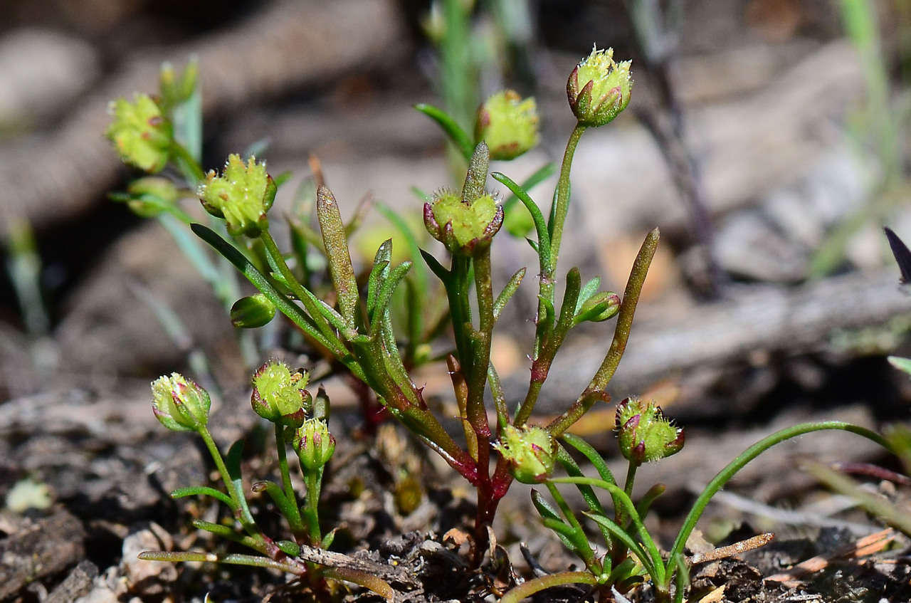 Image of Brachyscome perpusilla (Steetz) J. Black