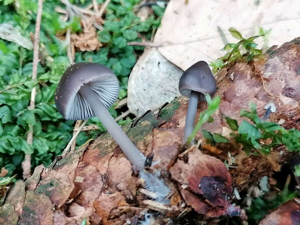 Image of Mycena plumipes (Kalchbr.) P.-A. Moreau 2003