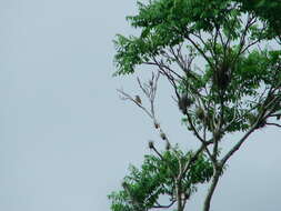 Image of Sulphur-bellied Flycatcher