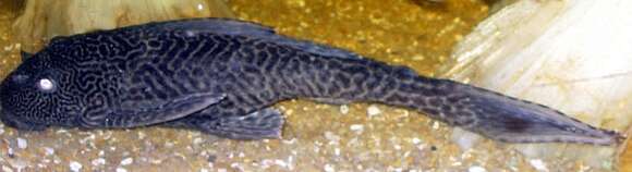 Image of suckermouthed catfish