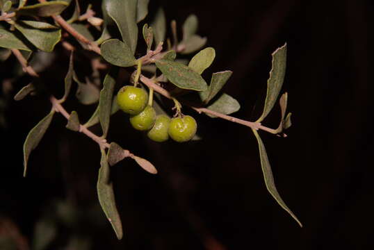 Euclea crispa (Thunb.) Gürke的圖片