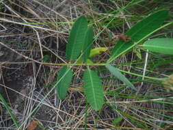Image of Mangrovevine