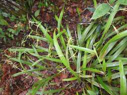 Image of Prosthechea rhynchophora (A. Rich. & Galeotti) W. E. Higgins