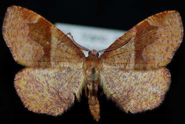 Слика од Plagodis pulveraria Linnaeus 1758