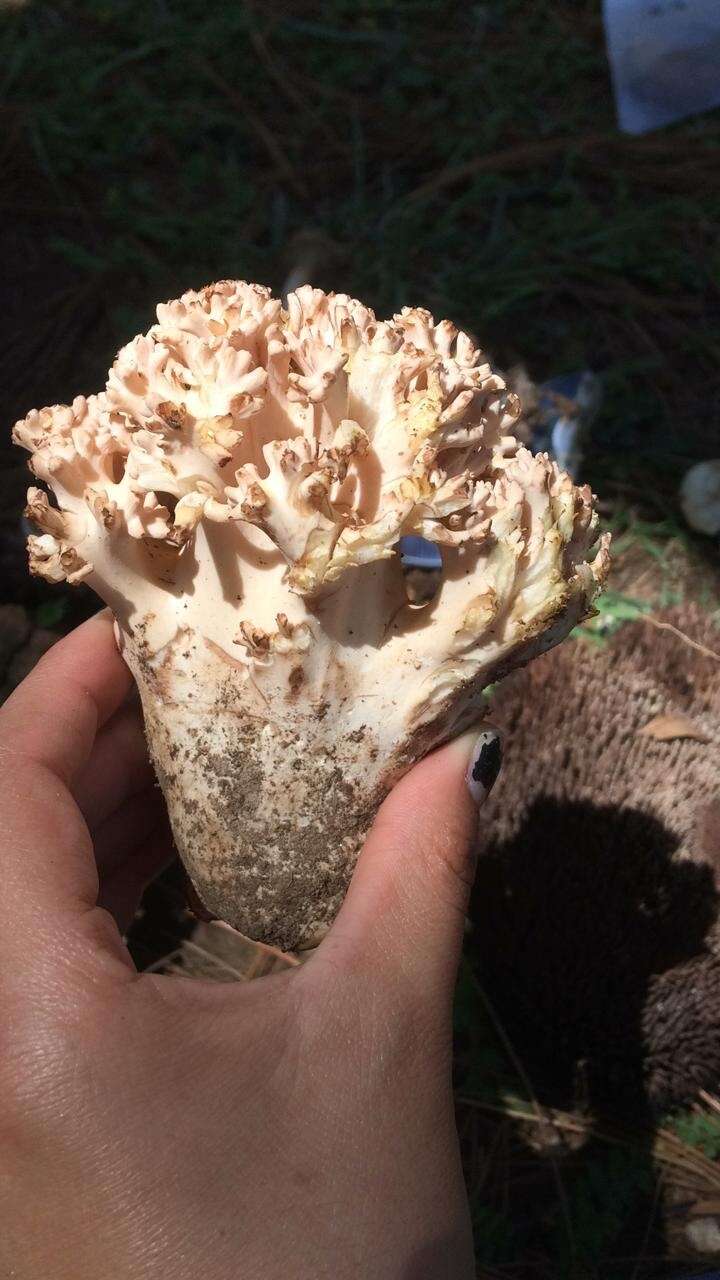 Image of Cauliflower coral