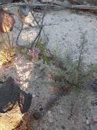 Plancia ëd Dalea bicolor var. orcuttiana Barneby