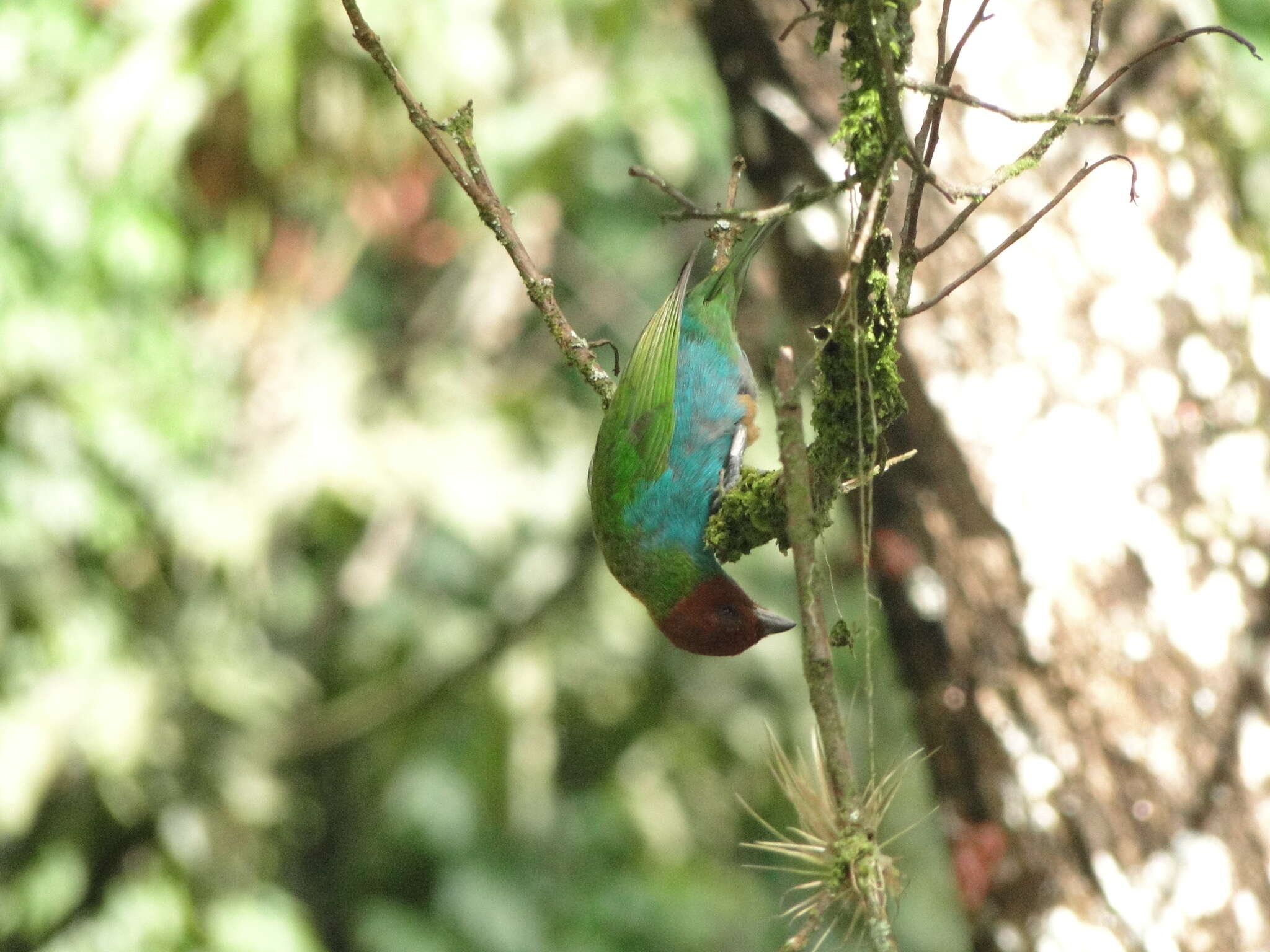 Image of Bay-headed Tanager