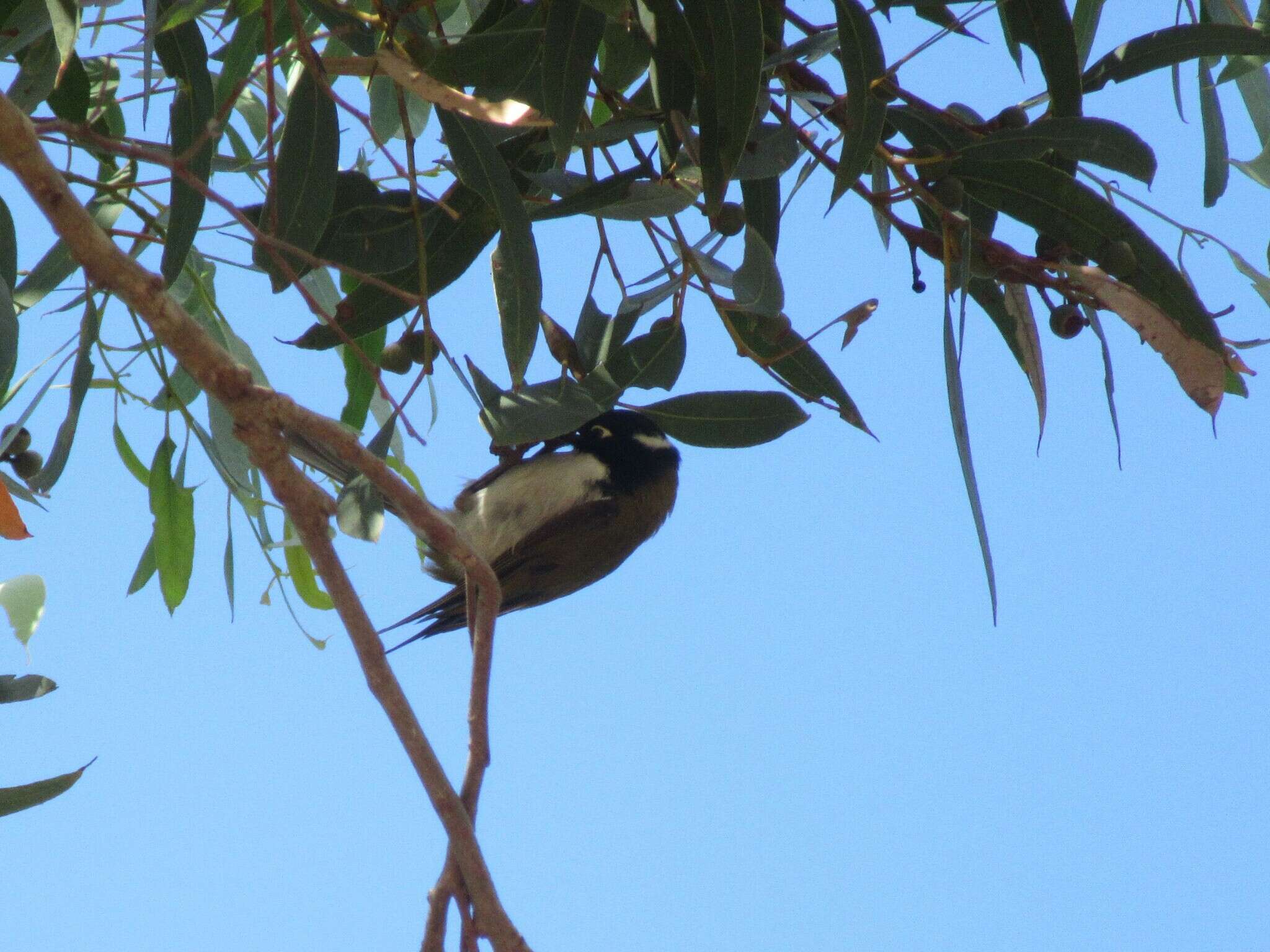 Image of Gilbert's Honeyeater