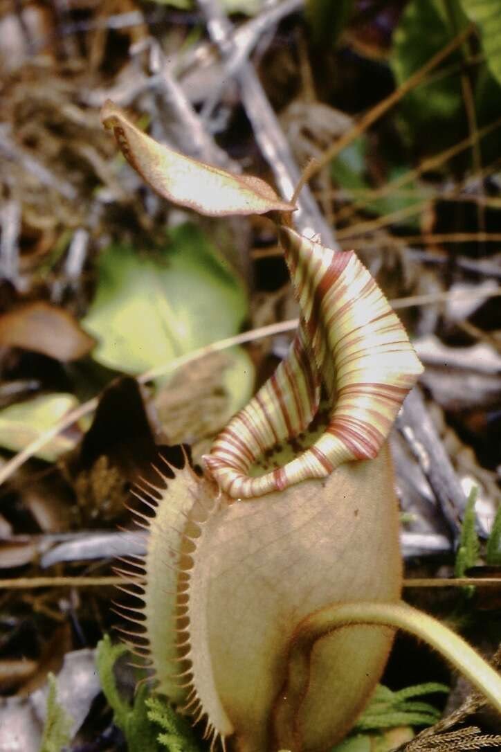 Слика од Nepenthes veitchii Hook. fil.