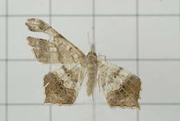 Image of Semiothisa emersaria Walker 1861