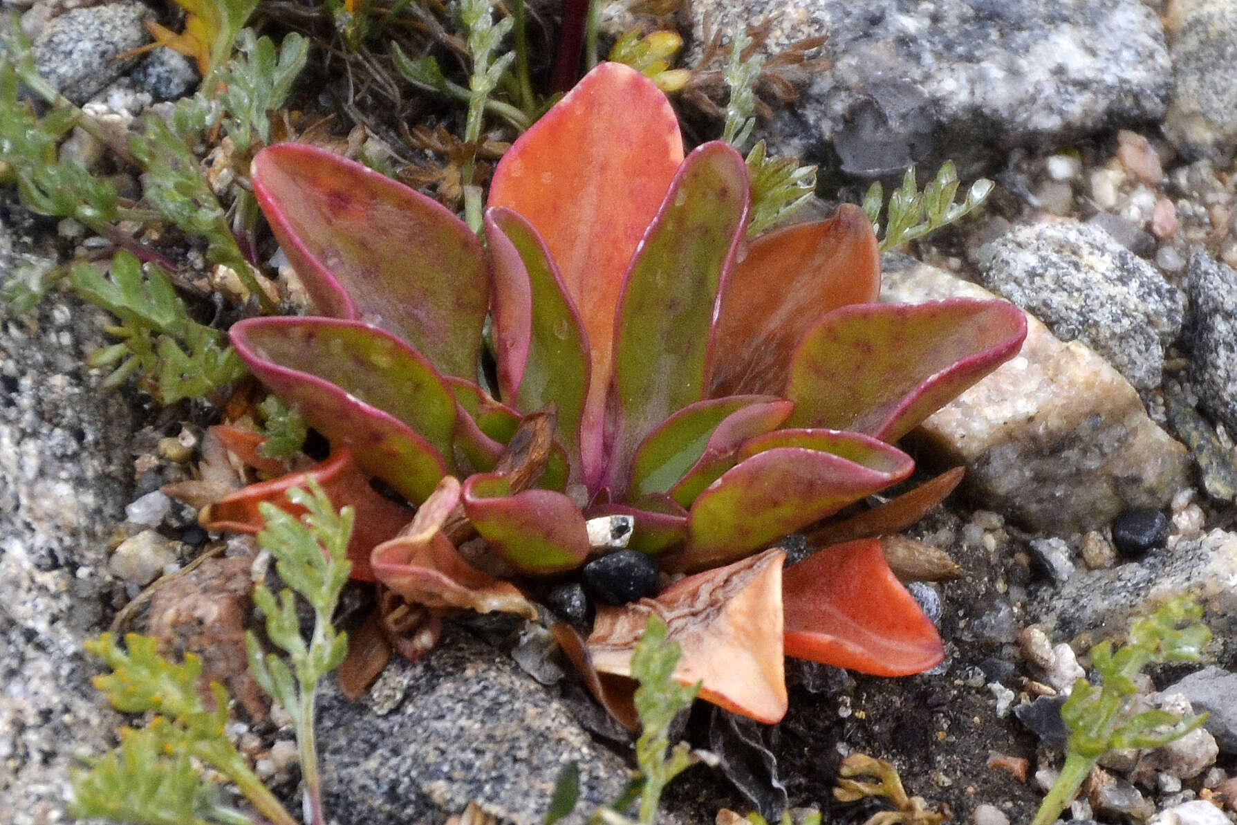 Image of alpine springbeauty