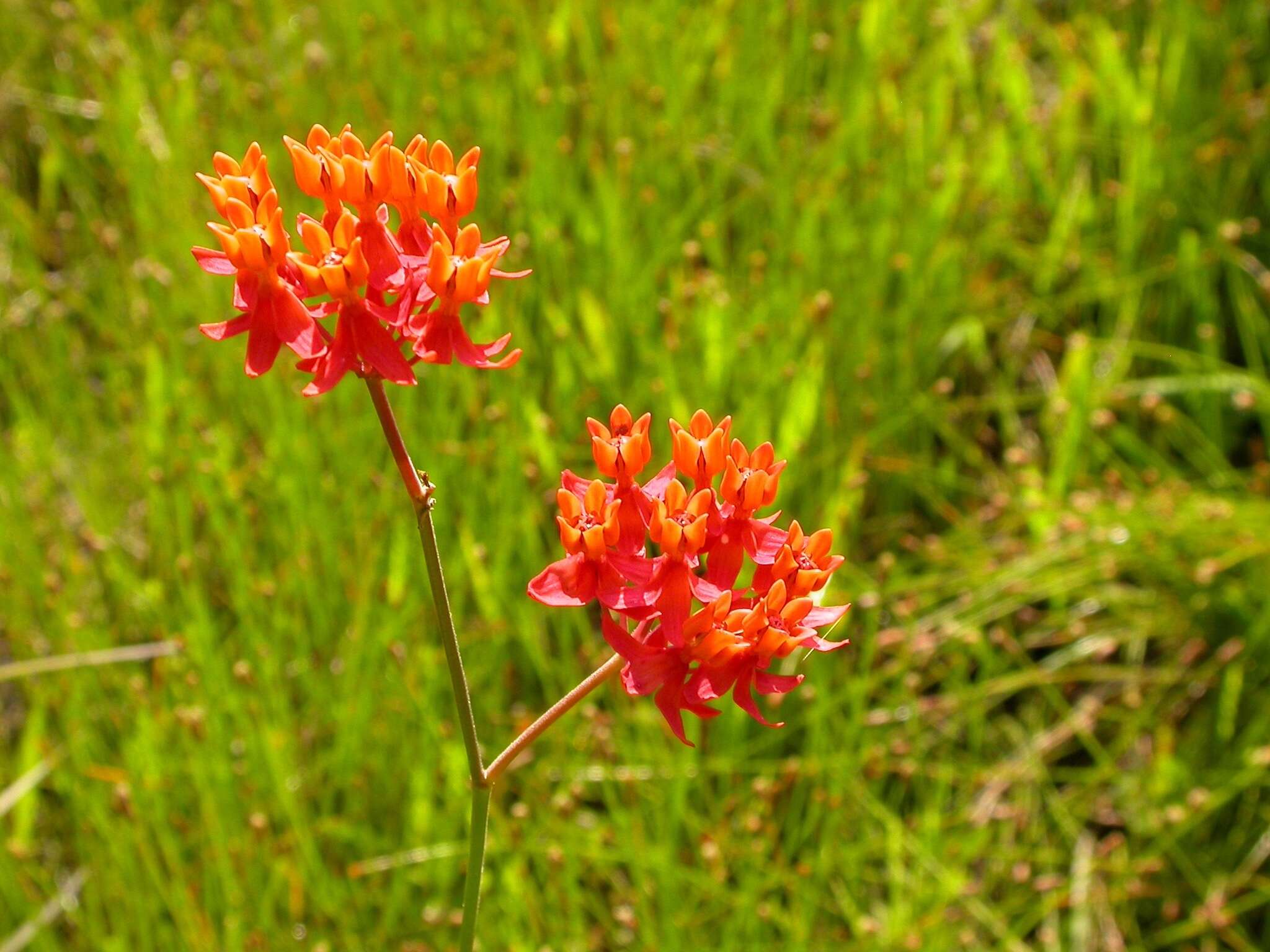 Image of fewflower milkweed