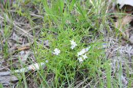 Image of longleaf summer bluet