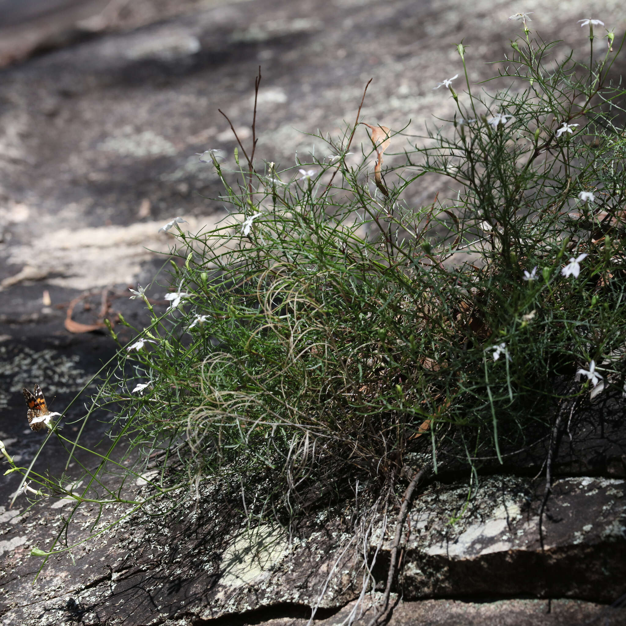 Image of Lithotoma anethifolia (Summerh.) E. B. Knox