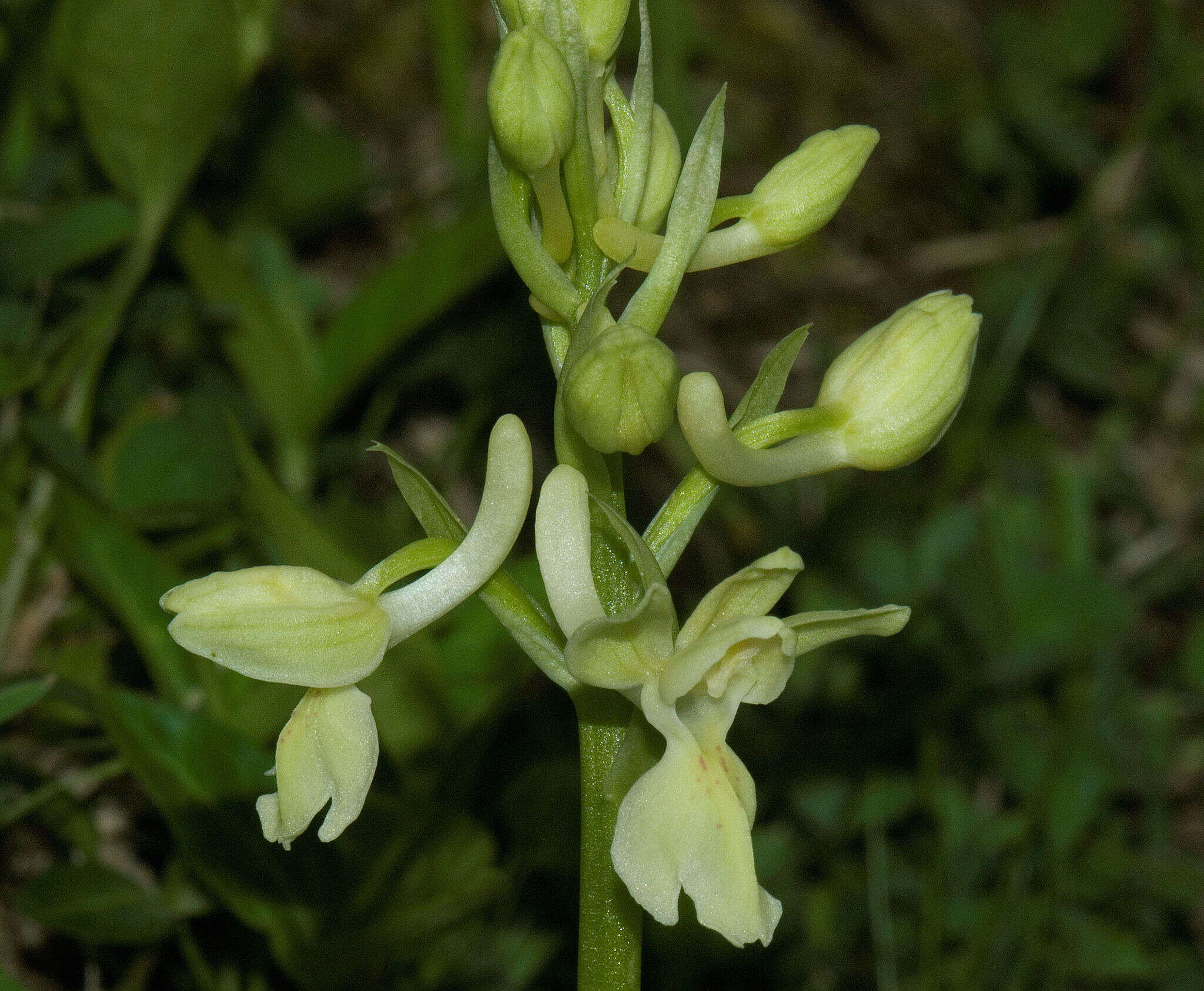 Слика од Orchis provincialis Balb. ex Lam. & DC.